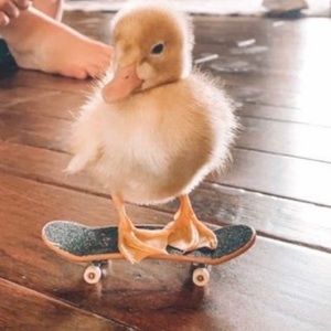 Meet your Posher, Katerine